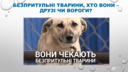 Безпритульні тварини, хто вони-друзі чи вороги?